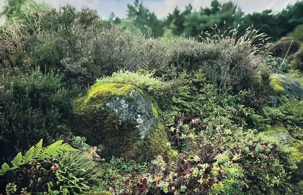 Backdrop (Native Garden)