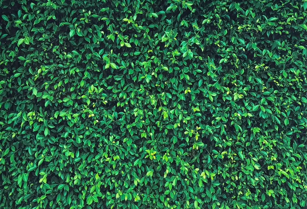 Backdrop (Greenery Wall)